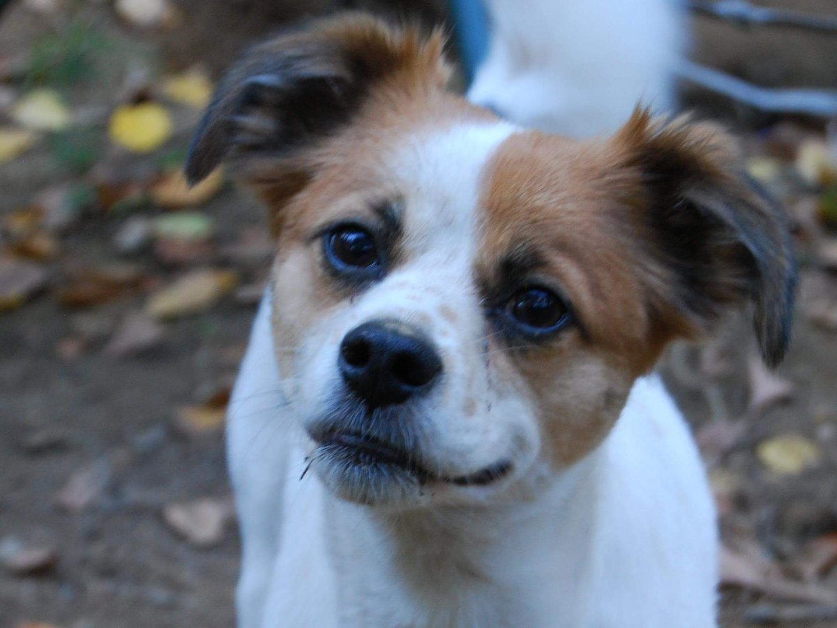 SupernaturalJr's tweet photo. This is Moose! He stars in Supernatural Junior for two episodes! #dogactor #doggy #twoepisodes #photography #webseries #supernaturaljr https://t.co/QChEq24FUN