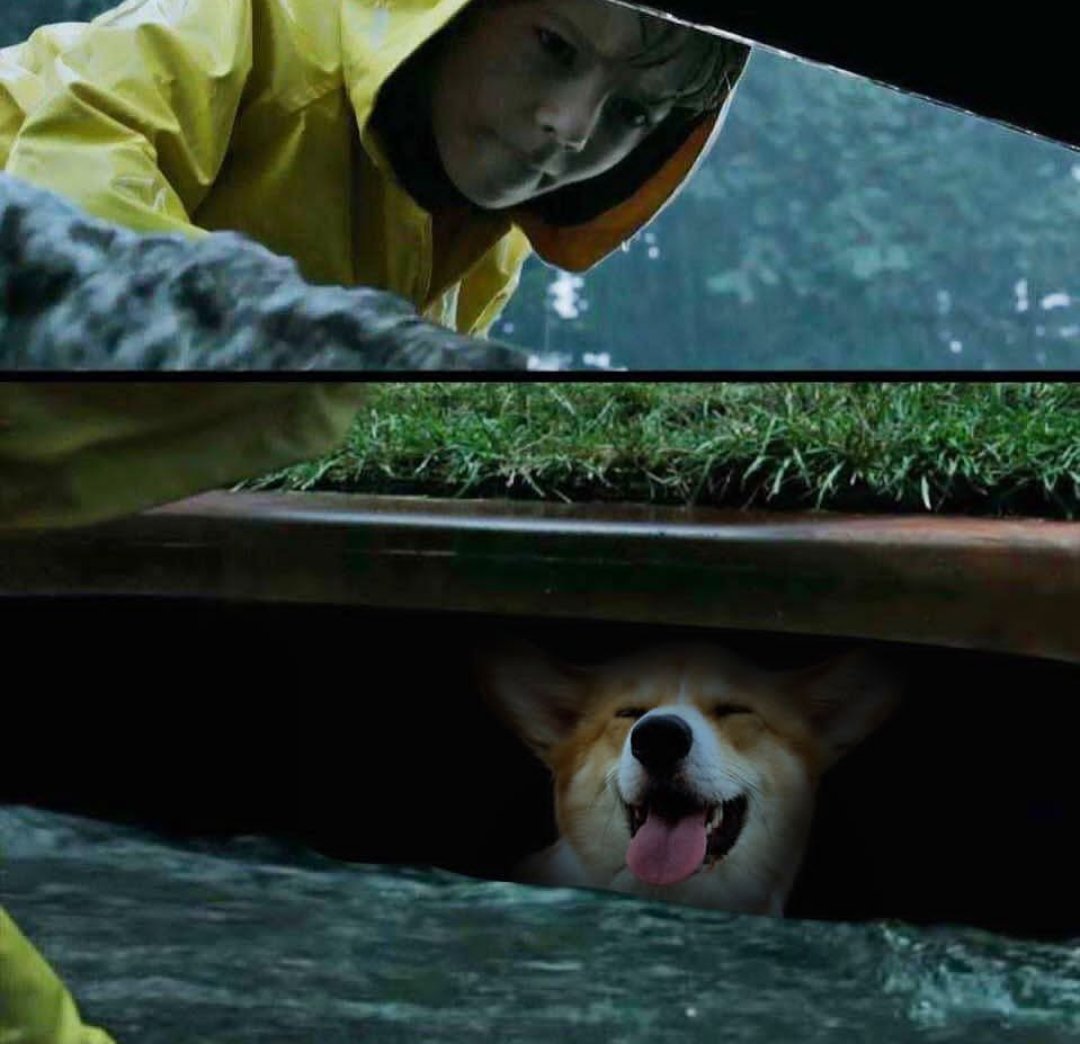 Elvis Pawsley is into IT 🎈
<a href="/StephenKing/">Stephen King</a> looks like #MollyTheThingOfEvil has company!