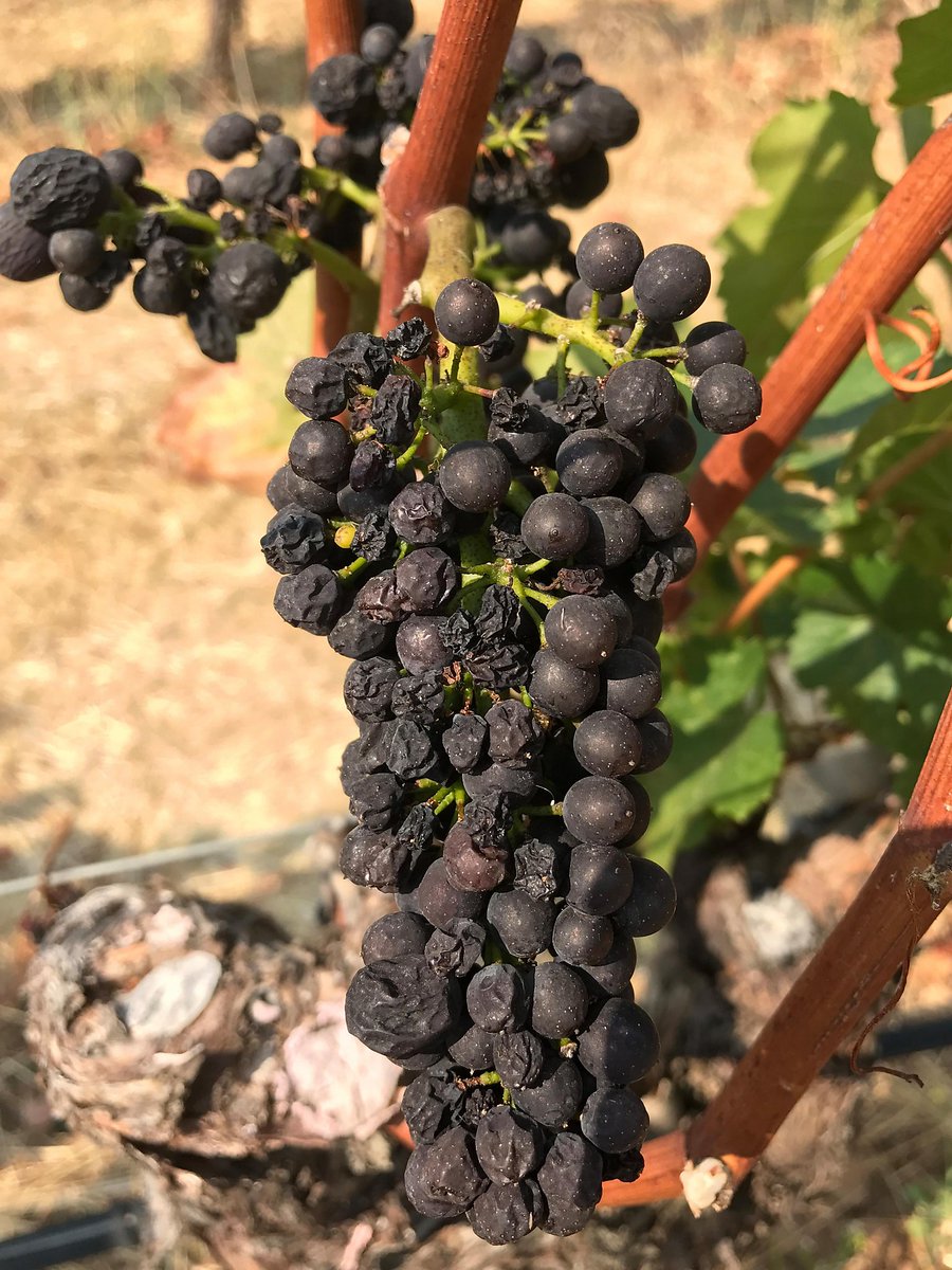 Torrid temperatures shrivel California wine grapes to raisins dlvr.it/Plw1S7