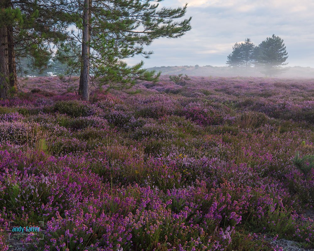 I wish I had shot more of the heather this year. It seemed to peak and go so fast! :-(
