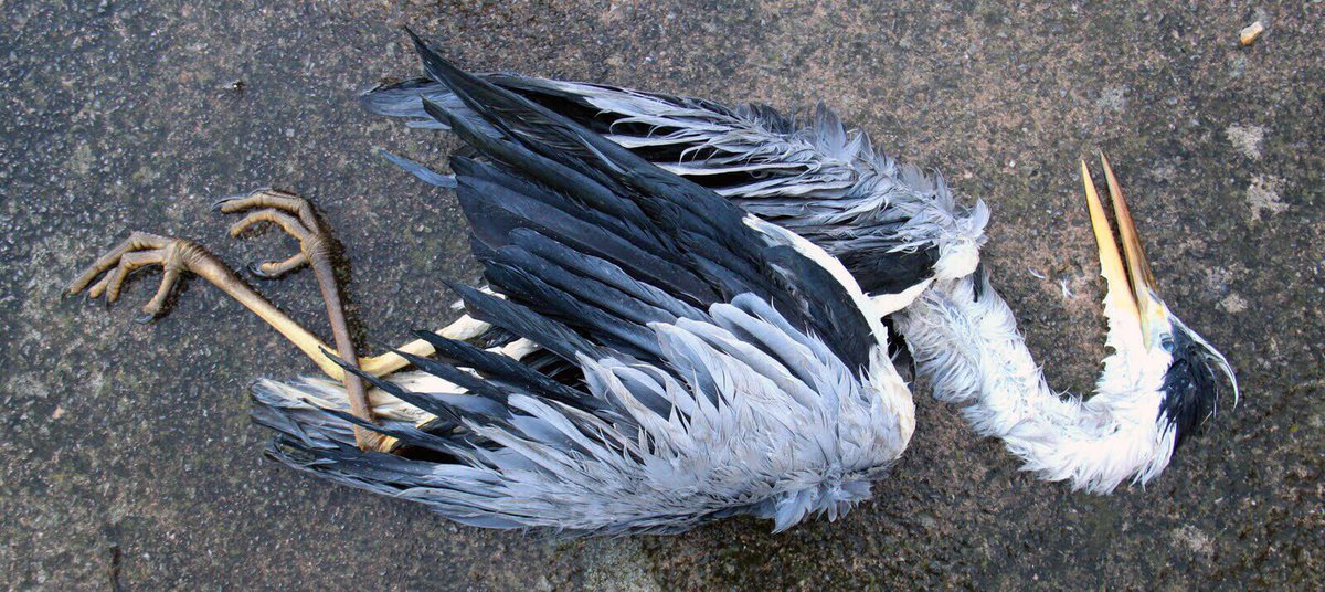 Chingford_CC's tweet photo. Someone call the @RSPCA... the Heron killers are in town #onlyneed5overs https://t.co/1lIWCp6gml