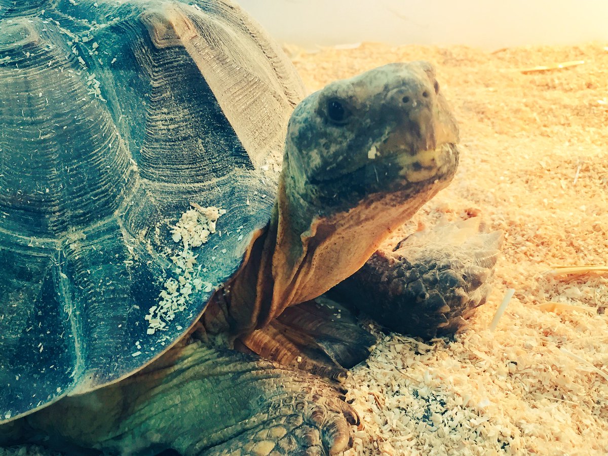 KiraJaneWrites's tweet image. Fell in love with this African spurred tortoise. We bonded, had a lovely chat and then he promptly passed out.
#BestDateEver 
#ShellOfATime