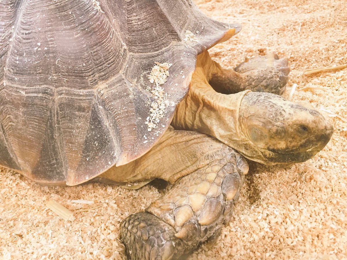 KiraJaneWrites's tweet image. Fell in love with this African spurred tortoise. We bonded, had a lovely chat and then he promptly passed out.
#BestDateEver 
#ShellOfATime