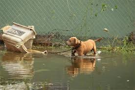 BiologistDan's tweet image. Animal Rescue in Tampa has already had to save 50 dogs tethered to trees before #HurrcaneIrma. Please take your pets with you.