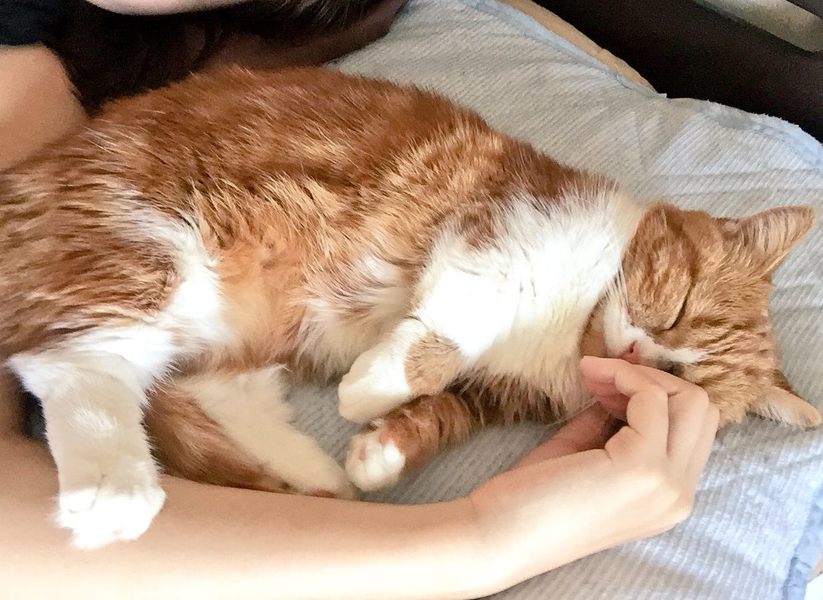 Anzu20160707's tweet photo. She is so kind and always with me.
#cat #lovely #cute #sleepy https://t.co/A8N3egRamP