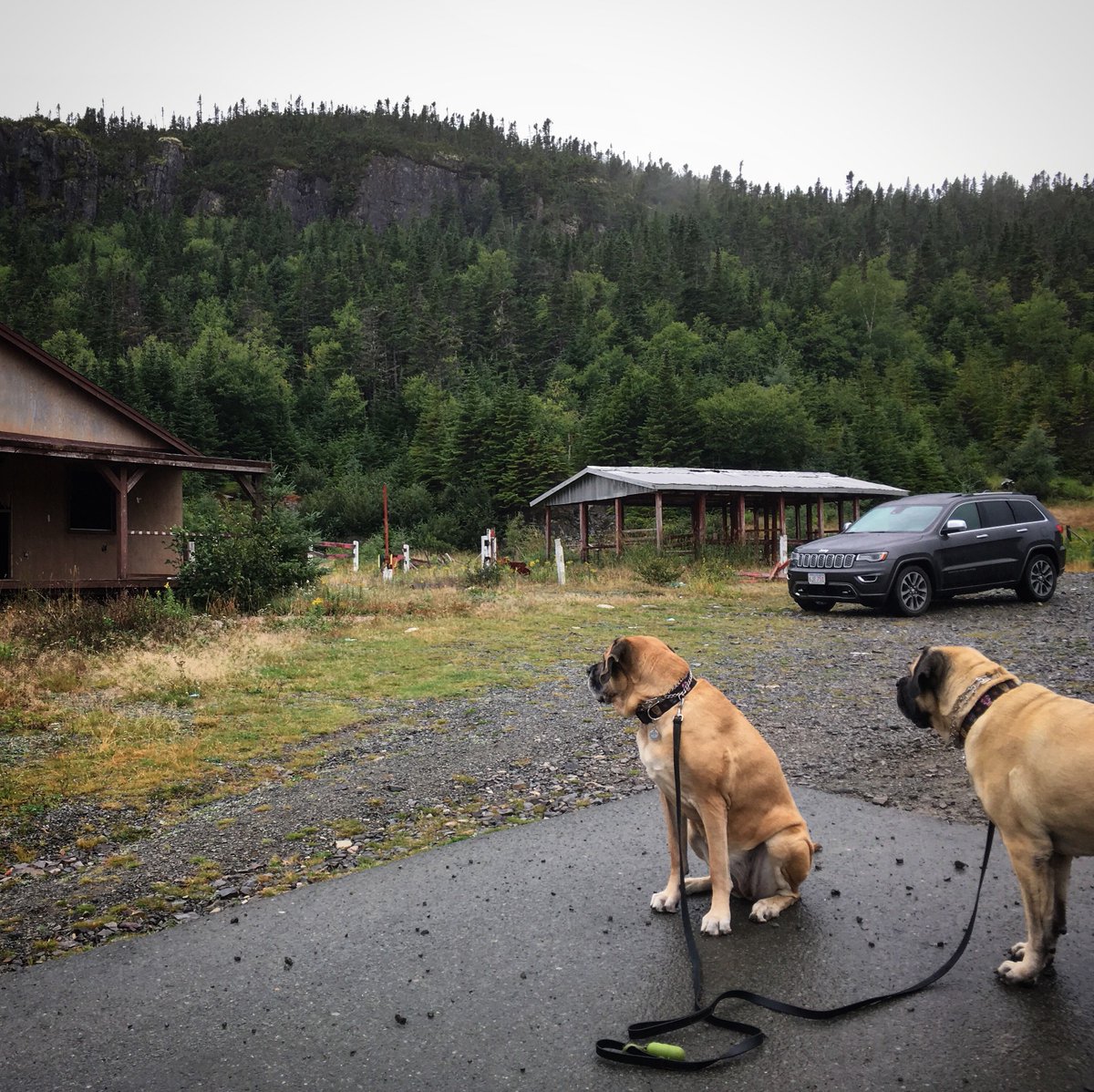 MorganMastiff's tweet photo. Os: it looks #abandoned. M: watch out for broken glass. Teddy: I look great in the back ground. #trinityloop #jeep #grandcherokee #overland https://t.co/qweC6o1Xul