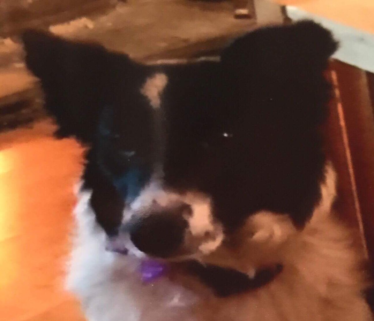 rosiedoc666's tweet photo. #findIris #missing since early #Feb17 #Headford area #CoGalway ๐ I was trailing #Sheep in #Claren I heard a #loud #bang & #RAN #terrified ๐ https://t.co/OcjMT8pJrF