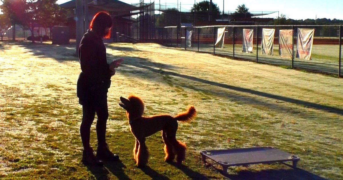 SitUpNListen's tweet image. If you are looking for a fun dog, makes you laugh, get a poodle. youtube.com/watch?v=5uWdRI…

#dogtraining #puppy #puppylove #laugh #funtimes