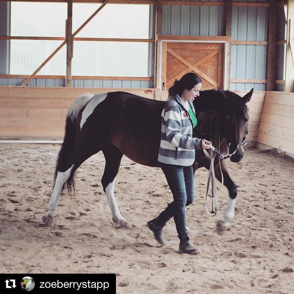 Honest Horsemanship tweet media
