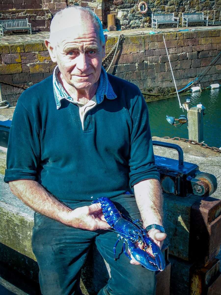 SAMSoceannews's tweet photo. Second ultra-rare blue lobster is discovered off North Berwick coast https://t.co/iuicA1m4aM #crustacean https://t.co/wBIeCx9kWU