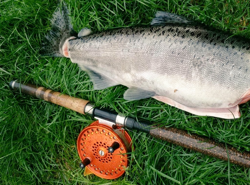 b_a_x_w_a_r's tweet photo. There's one, back out there looking for his hawg lady friend in the rain #HeadlessRedJack #WhackAndStack #FireUpTheSmoker @IslanderReels https://t.co/vcoZ7IB7H5