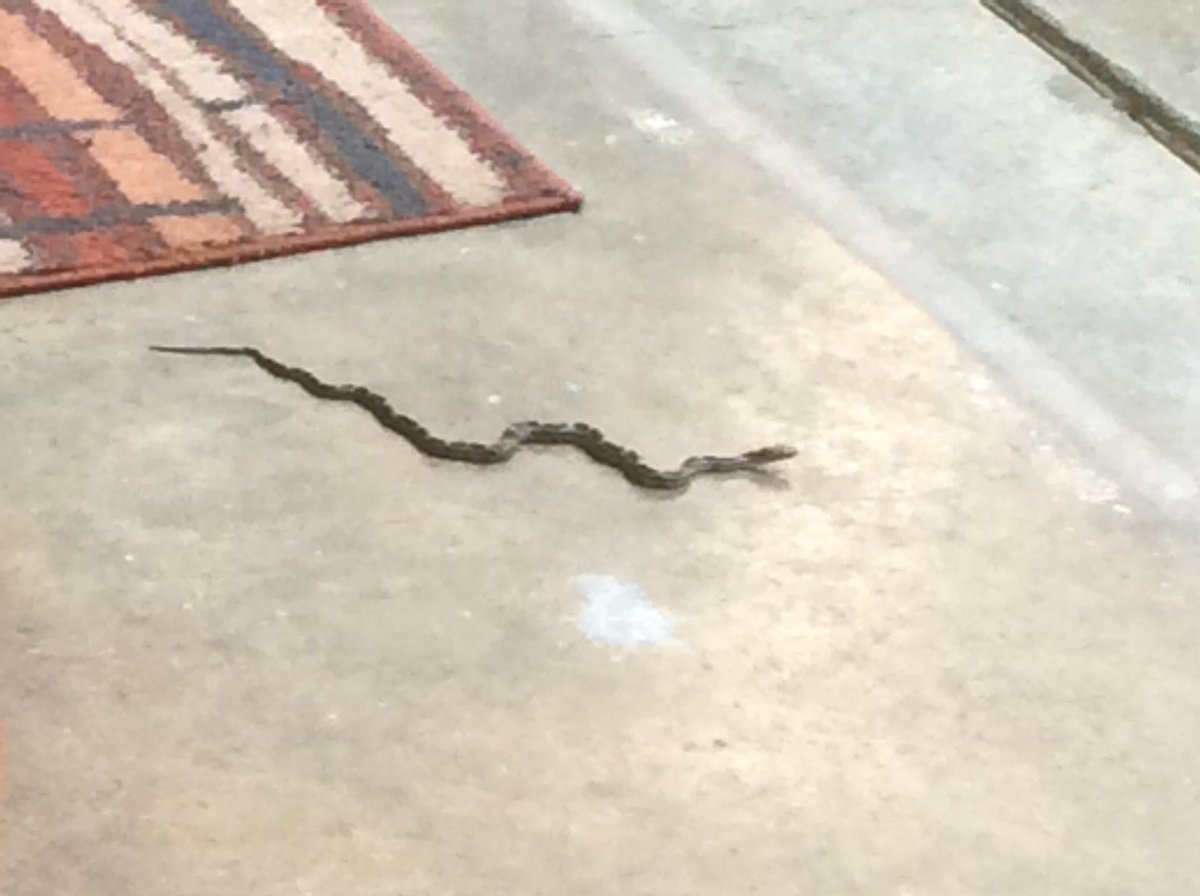 Had a little visitor today, he was in my garage!