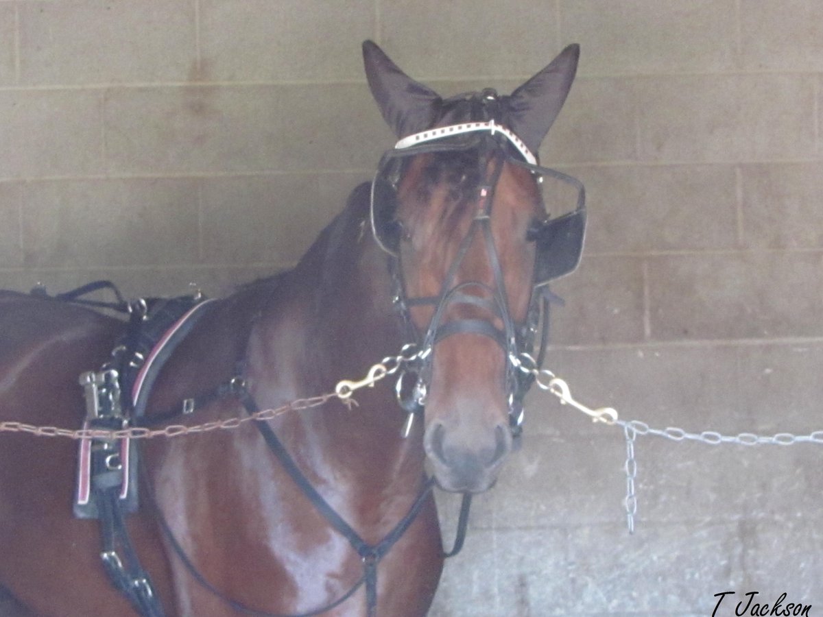 hoosiernations's tweet photo. πgoodluckπ@tonidale_ #Downbytheseaside R7 pp1 @EldoradoScioto #JugPreview @Chris_wponies @rebelsart @cheepster13 @RustyVorhees @vnssa926 https://t.co/KsCjwjFYZh