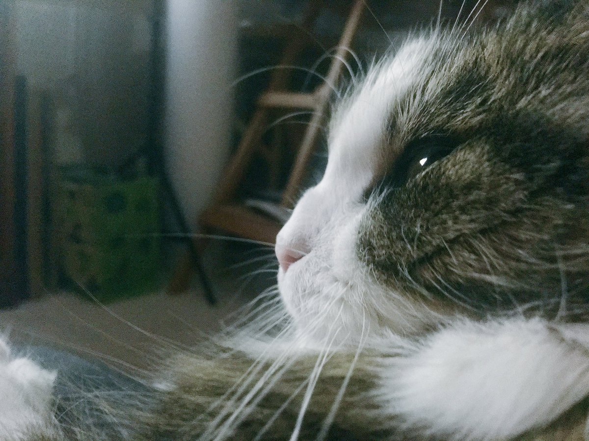 duffleslive's tweet photo. #LastNightOfTheProms #MOTD & #BeAMan by @Hemmch - good Saturday #Duffles? #StudioKitten https://t.co/2QHFvaj7tF
