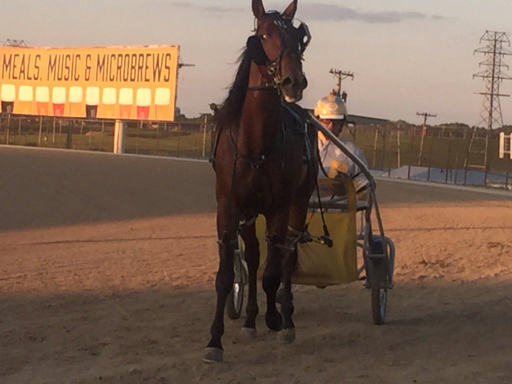 KFrnch's tweet photo. #FilibusterHanover coming off the track after warming up @EldoradoScioto for #JugPreview #harnessracing https://t.co/pNYgpaGzQt