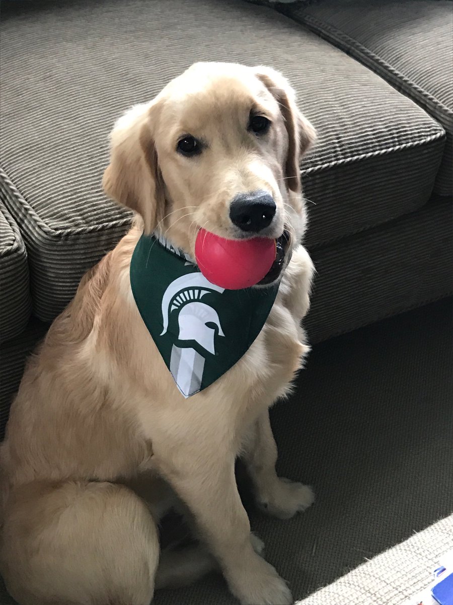 stevenarbit's tweet photo. #touchdownMSU #MSUfootball #MSUfootball https://t.co/mOGya1L5TN