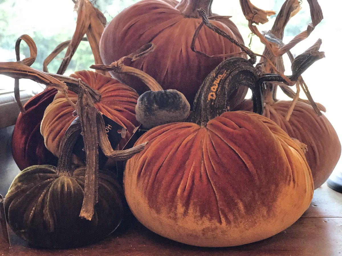 We just harvested a fresh batch of Hot Skwash!
Hot Skwash 
#hotskwash #falldecor #allthefall