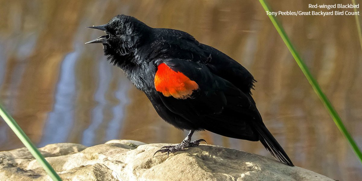 audubonsociety's tweet photo. Have you ever seen a Red-winged Blackbird? https://t.co/RrjCWf4bc3 https://t.co/vPsFL1ZD6e