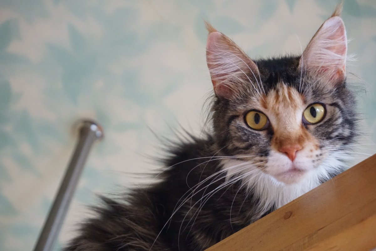 猫カフェ Flat Tail 先週ゆずちゃん シャンプーしました 爪切り断固反対派の ゆずちゃんですので シャンプー暴れるかな と思っていたけど お利口にさせてくれました それから数日 私を見るとダッシュで逃げていく ちょっと悲しい 猫カフェ Flat Tail 先週ゆずちゃん シャンプーしました 爪切り断固反対派の ゆずちゃんですので シャンプー暴れるかな と思っていたけど お利口にさせてくれました それから数日 私を見るとダッシュで逃げていく ちょっと悲しい