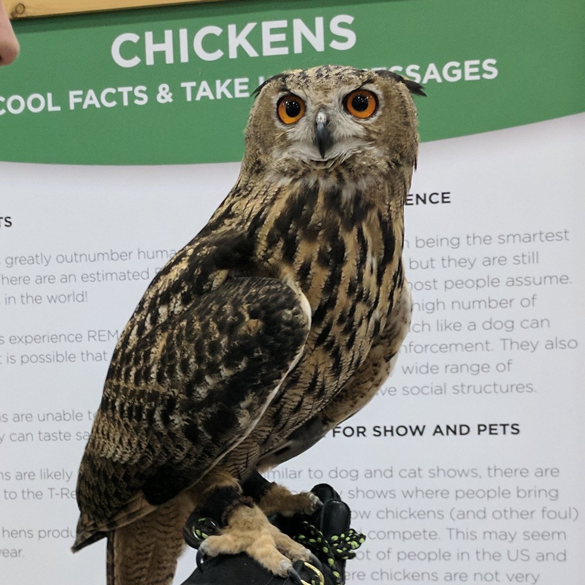 gnomedruid's tweet photo. #FallCPE2017 a very very interesting looking chicken π #owl #littlerays https://t.co/0Oj27Qqx9P