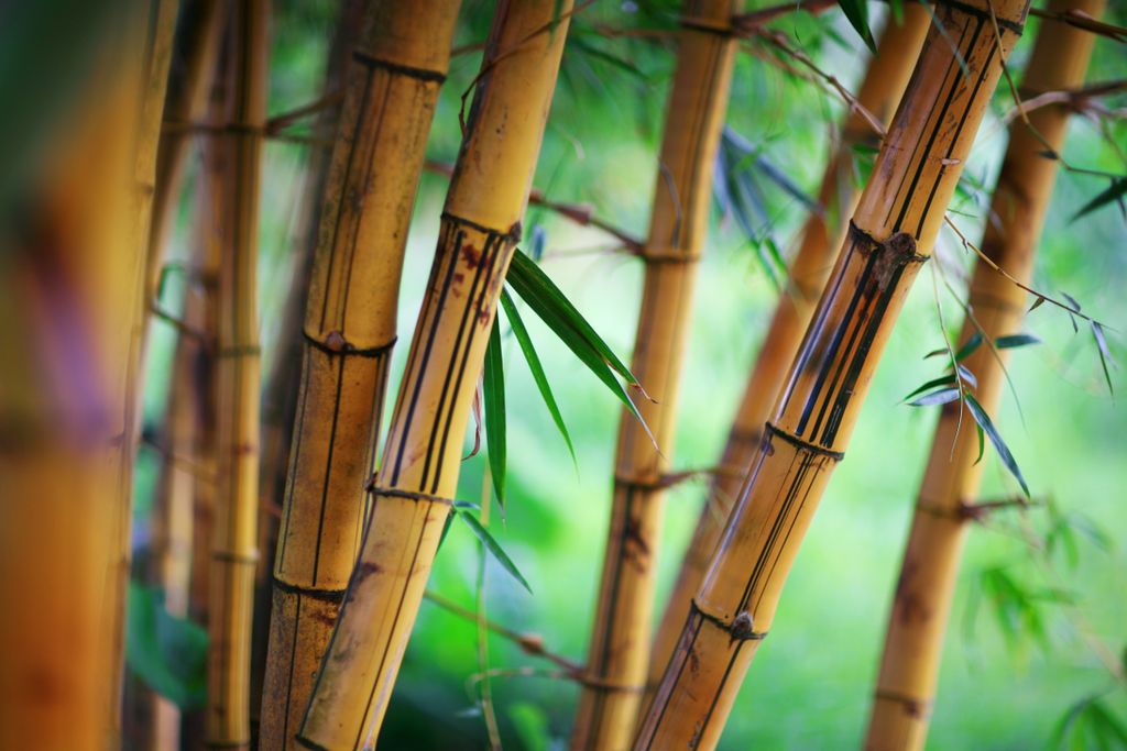 ResponseTheoryG's tweet photo. #bamboogroves are so classy! I want some in my home. 

#Japan #japantravel #learningJapanese https://t.co/P47z6PrRFP