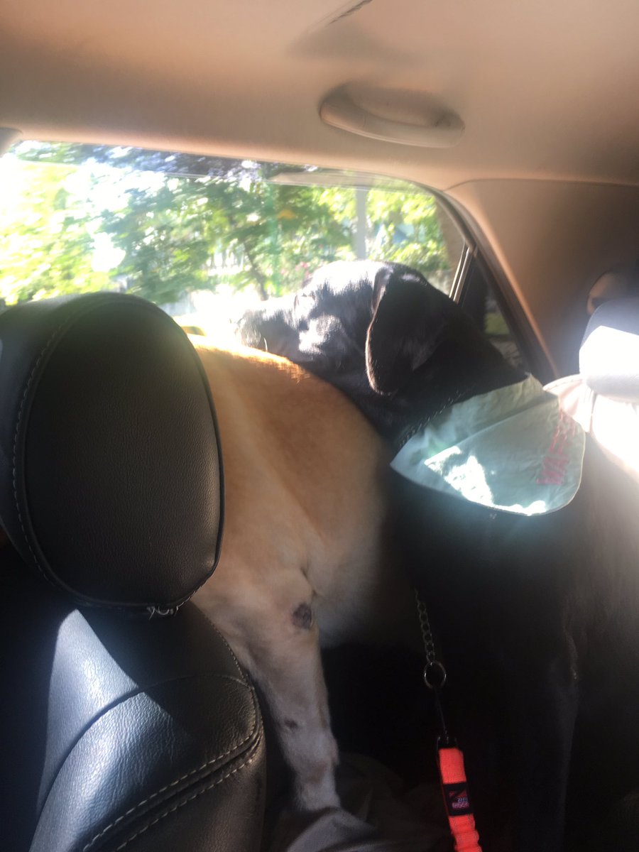 luvablelab's tweet photo. When you ask for a window seat but get stuck with the middle 😐

#labrador #windowseat #noview #labradorretriever #blacklab #yellowlab https://t.co/acJVbydeSx