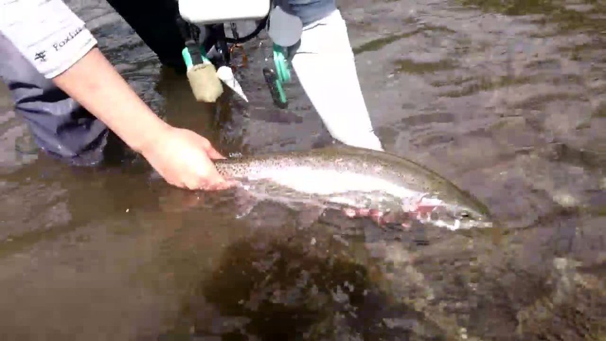 SA_JZX815's tweet photo. 前日に雨が降ったのかやや増水気味でしたがイイ魚達に出会えました♪
まだ川は夏ですかね～ https://t.co/8qfTBlEQit