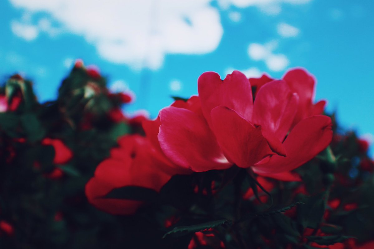 __rrr616's tweet photo. お花って本当に魅力的
#カメラ好きな人と繋がりたい
#デジタル���フィルムを再現したい
#写真撮ってる人と繋がりたい
#写真好きな人と繋がりた
 #ファインダー越しの私の世界
#アメリカ生活 #海外生活  #お花 https://t.co/ABuMMPdE0M