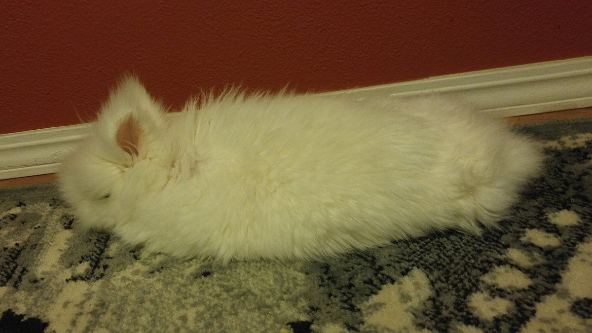 MerlinMagicBun's tweet photo. #ABunsLife is so hard!
π΄βπ πππ https://t.co/J04p4t3zCC