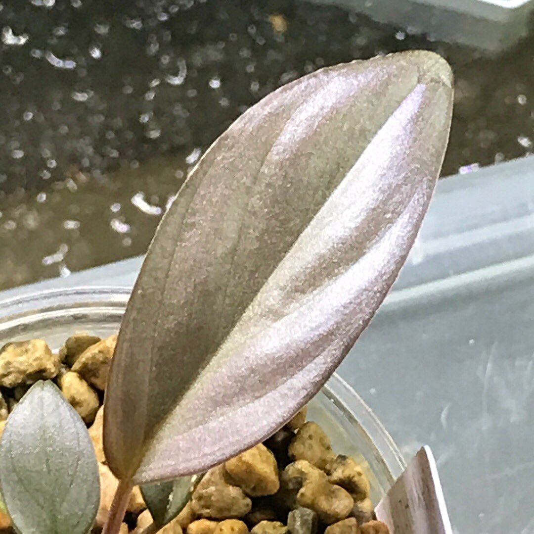 ryoku_33's tweet photo. .
Kayu Hitam
purple velvet
新葉がもう💜
(コトブキLED仕様)
.
#kn便
#homalomena
#Silvervelvet
#plants
#jungleplants
#indoorplants
#熱帯植物 #観葉植物 https://t.co/8XrdH1yvPz