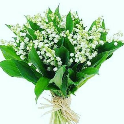 CampDodd's tweet image. Good night friends