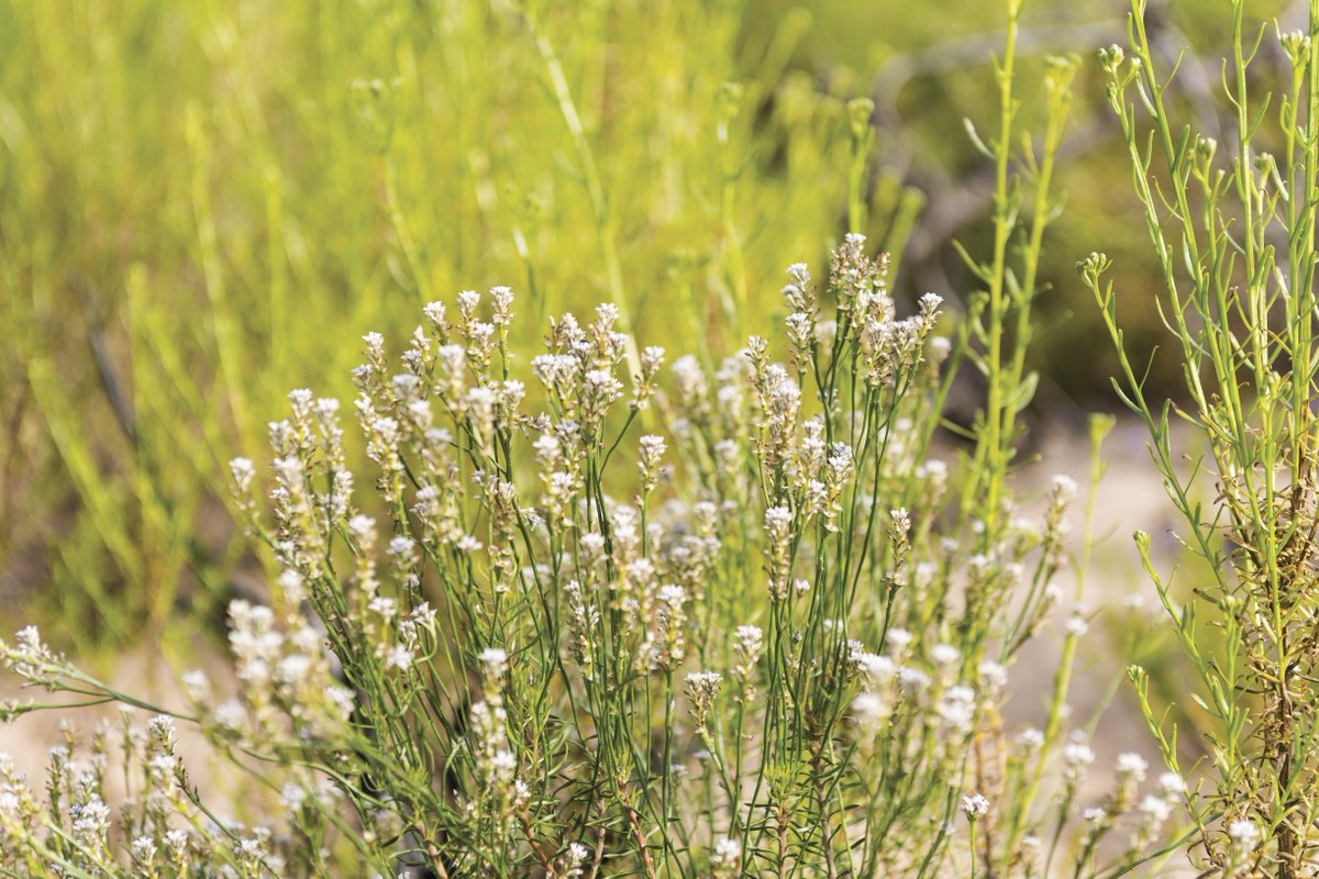 Spring bouquet list: wildflower wanders in the @visitgrampians ow.ly/iaW830eWtqh #wandervictoria