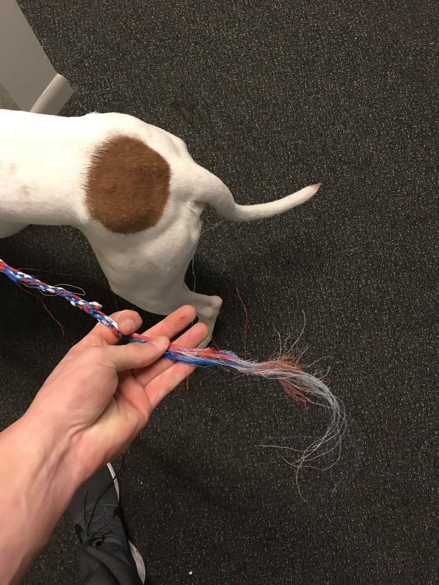 ACarter867's tweet photo. Lost dog in Mt. Pleasant. Extremely sweet and nice. We have it in campus habitat building 1725. Please retweet this and find the owner https://t.co/SnU1TExSgB