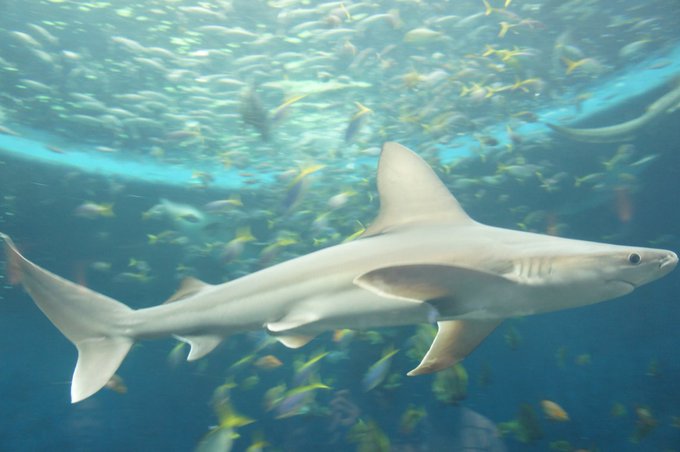 鴨川シーワールドのtwitterイラスト検索結果 古い順 鴨川シーワールドのtwitterイラスト検索結果 古い順