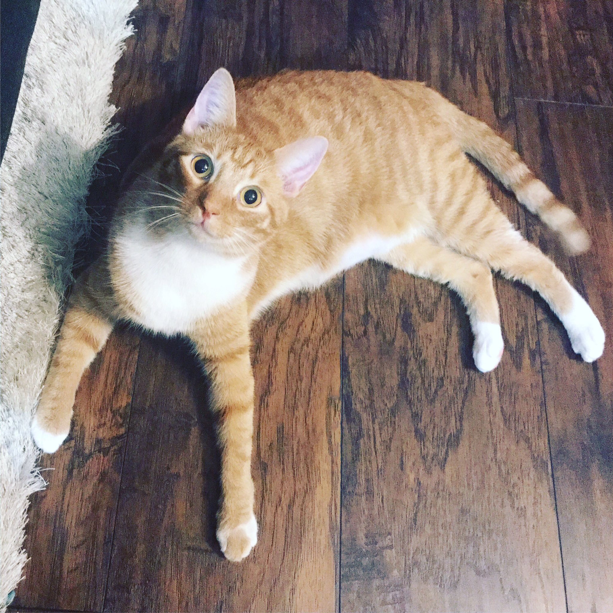 Nacho & Queso Cats on Twitter "Hi everypawdy! I'm Nacho. Let's be furriends!…