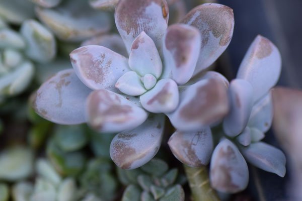 Uzivatel Greendrum Na Twitteru 夏を越えて 残念な多肉がいっぱい 指紋ベタベタに葉焼け 徒長したり 巨大化したエケベリアたちなど 詳しくはこちら T Co Rel1pnrkre 多肉の夏越え 朧月 クロスケ 朱蓮の葉焼け 野ばらの精 多肉植物 T