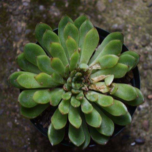 Uzivatel Greendrum Na Twitteru 夏を越えて 残念な多肉がいっぱい 指紋ベタベタに葉焼け 徒長したり 巨大化したエケベリアたちなど 詳しくはこちら T Co Rel1pnrkre 多肉の夏越え 朧月 クロスケ 朱蓮の葉焼け 野ばらの精 多肉植物 T