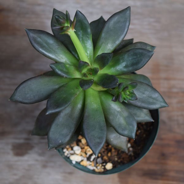 Uzivatel Greendrum Na Twitteru 夏を越えて 残念な多肉がいっぱい 指紋ベタベタに葉焼け 徒長したり 巨大化したエケベリアたちなど 詳しくはこちら T Co Rel1pnrkre 多肉の夏越え 朧月 クロスケ 朱蓮の葉焼け 野ばらの精 多肉植物 T