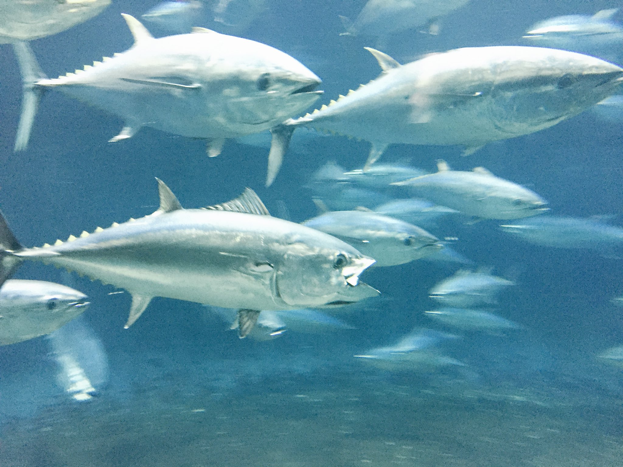 O Xrhsths Mal Breath Sto Twitter マグロは止まったら死ぬ 海流が早くて止まってられないだけ 夜間は速度を落として休憩してるし 実際はすぐには死なない 常に160km Hで泳ぐ 普段の回遊中の速度は4 8km