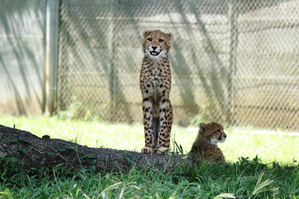 Nambe あぁ チーターかわいいんじゃ 多摩動物公園 チーター 写真好きな人と繋がりたい