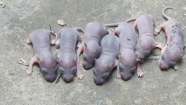 Rjusman400's tweet photo. Koi Bta SktA HA YA Kis KA BAchay Hain https://t.co/b13ZEX08QU