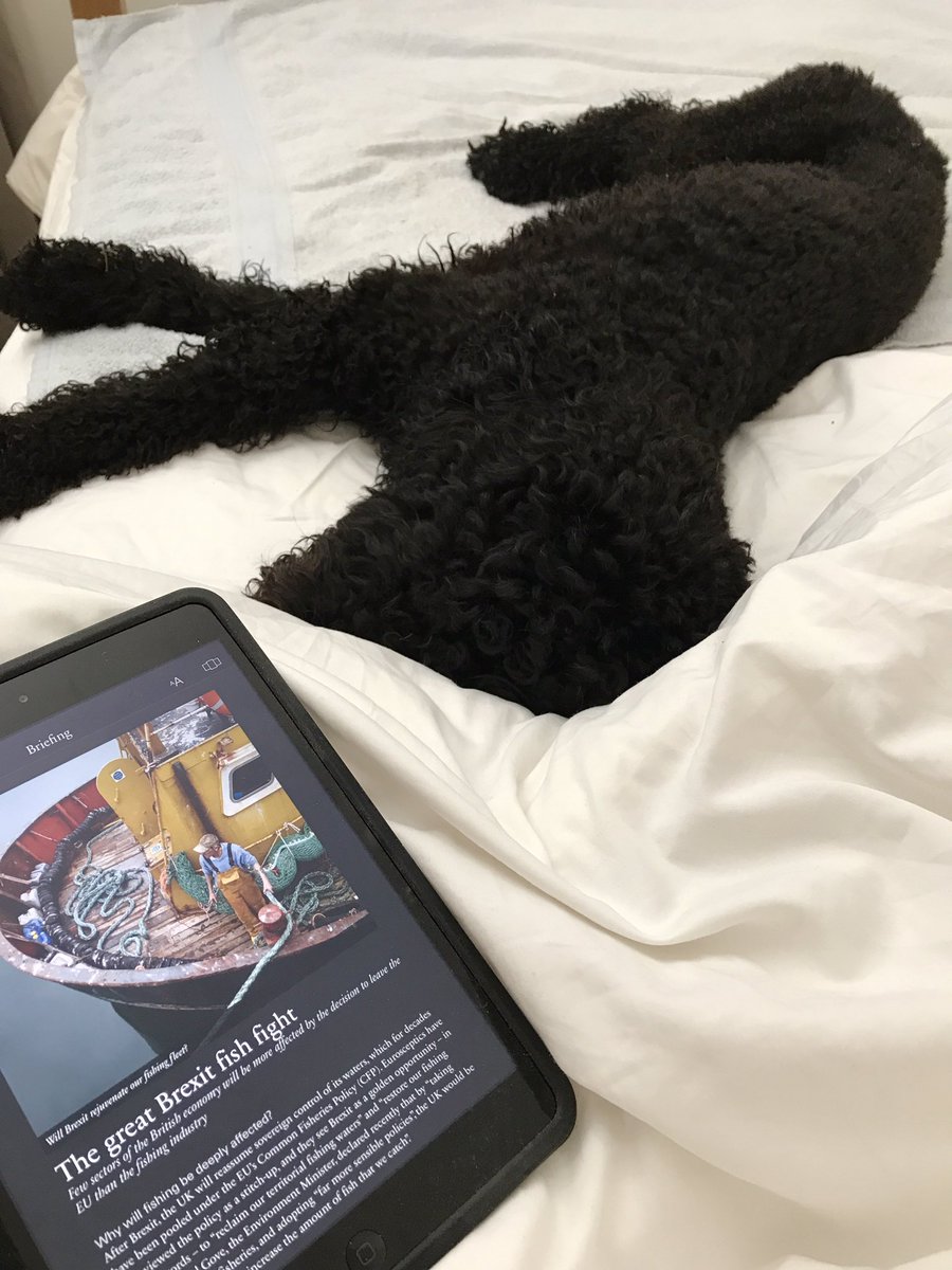 GavinWren's tweet image. Bed, strawberries, yoghurt, granola and @TheWeekUK with the pooch #SundayWin