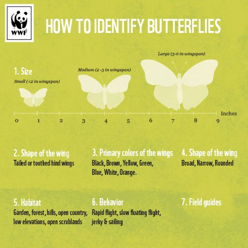 #Butterflies- great #EcologicalIndicators & #pollinators #Conserve them- Plant #flowers & limit #insecticides #togetherpossible #savenature