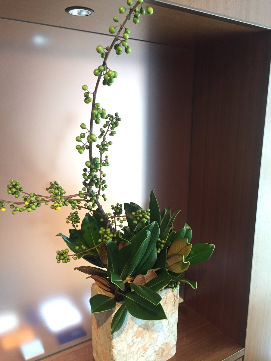 Flower Plantsazito 枝しっかり ツルウメモドキ 立つ すぐ実が弾けてオレンジに 西宮花屋アジト