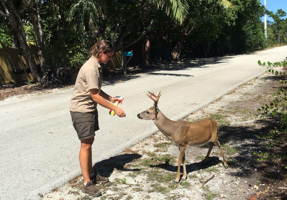 PeterWilt1's tweet photo. I fear for endangered tiny Key Deer. Pop. has grown from 25 in 1955 to 800. There r 150 road kills annually. #Irma https://t.co/8h6noNzU4D