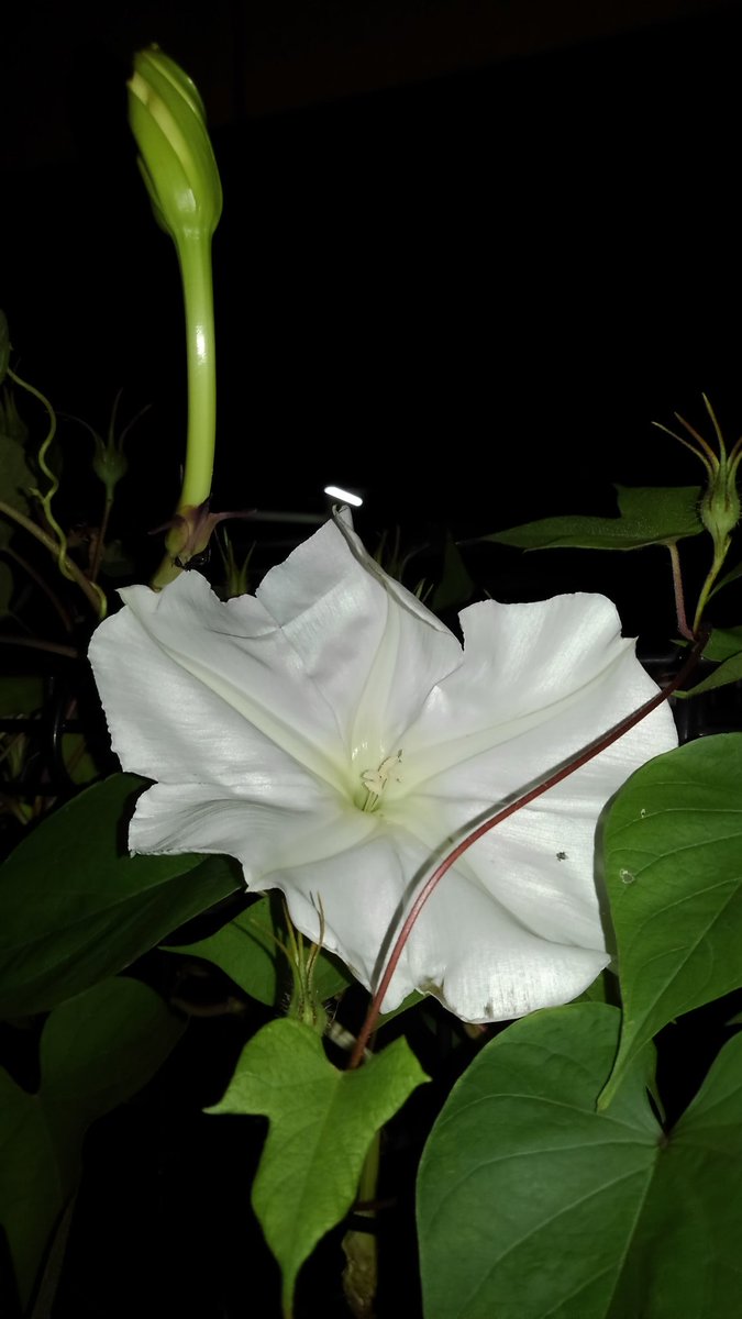 武器ではなく花を 朝顔 昼顔 夜顔 Twitter Search