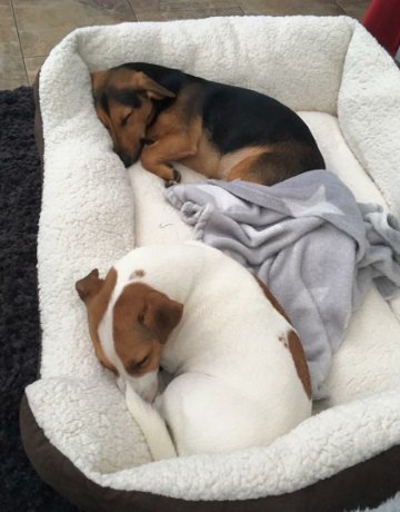 Provide your pets with a cosy bed by <a href="/PetfacePets/">Petface Pets</a>. See our partner with new products on the Retail Lab @ #Glee17 bit.ly/2wRZ8n3