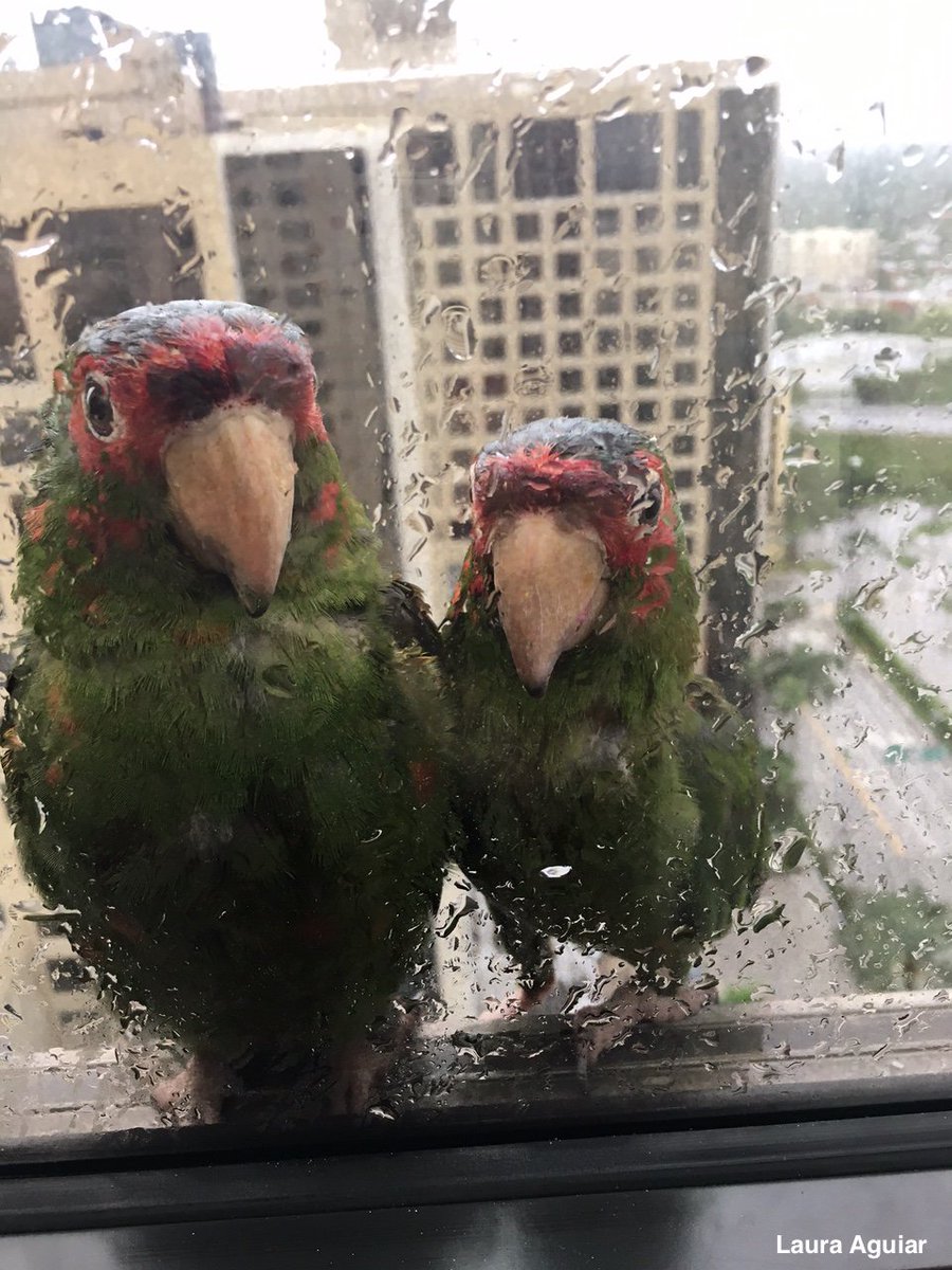 ABC's tweet image. Pair of parrots seek shelter from Hurricane #Irma on 22nd floor of Miami hotel. abcn.ws/2gT2XRp