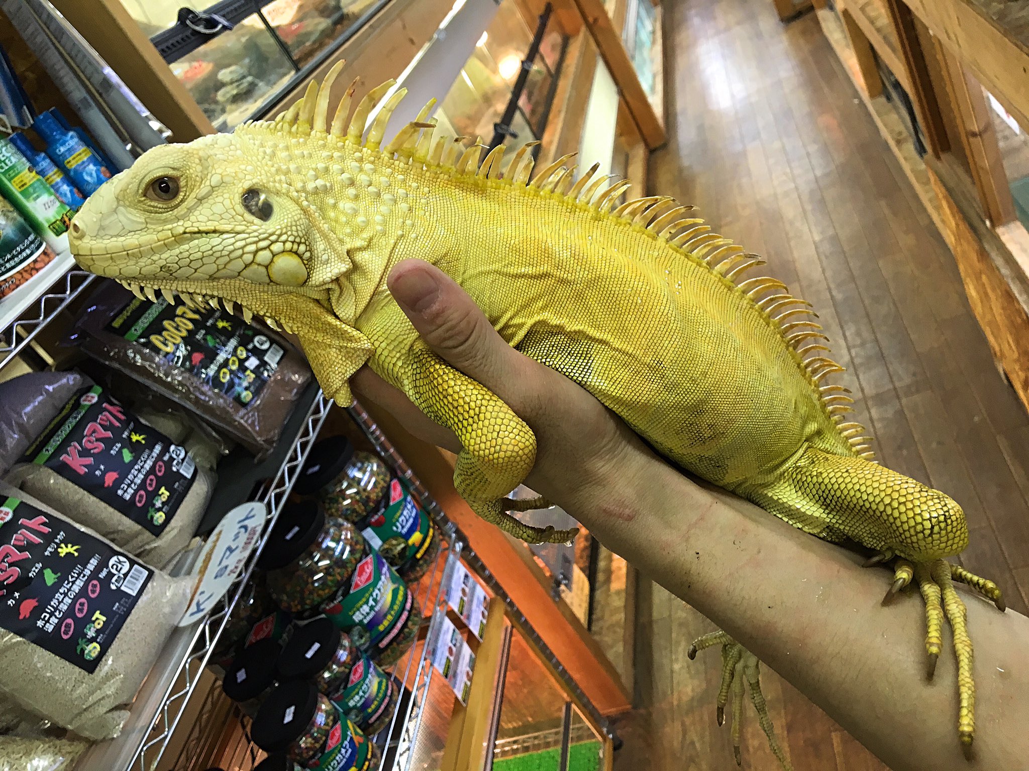 Sauria守口店 大反響のアルビノグリーンイグアナ スーパーレモン 通常のアルビノイグアナは成長につれ薄くなっていきますが この個体は黄色みの強い親同士を使ってセレクトブリードされた個体になります ベビーから4年半飼い込まれた個体で 背中に乗せ