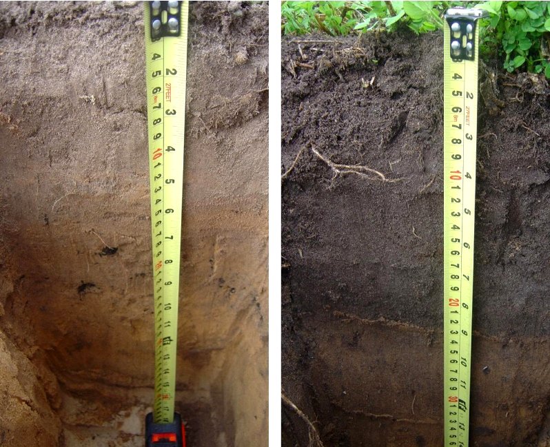 Read this #RegenerativeAgriculture case study - turning sand into fertile soil with soil #biology soilsforlife.org.au/cs-clover-esta… #agchatoz